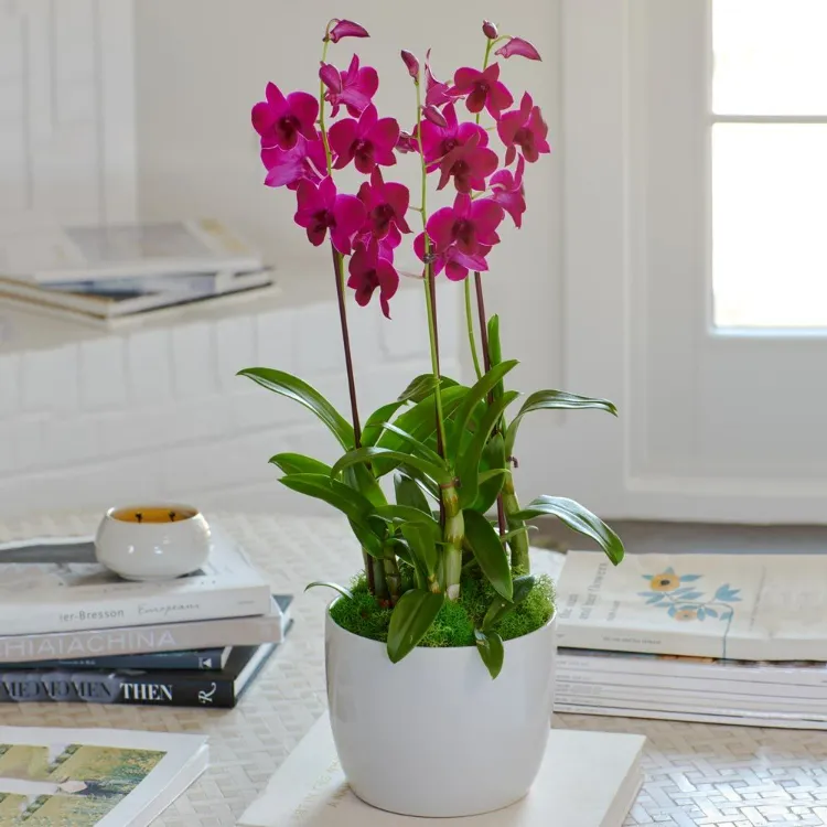 pot fleurs cuisine orchidées