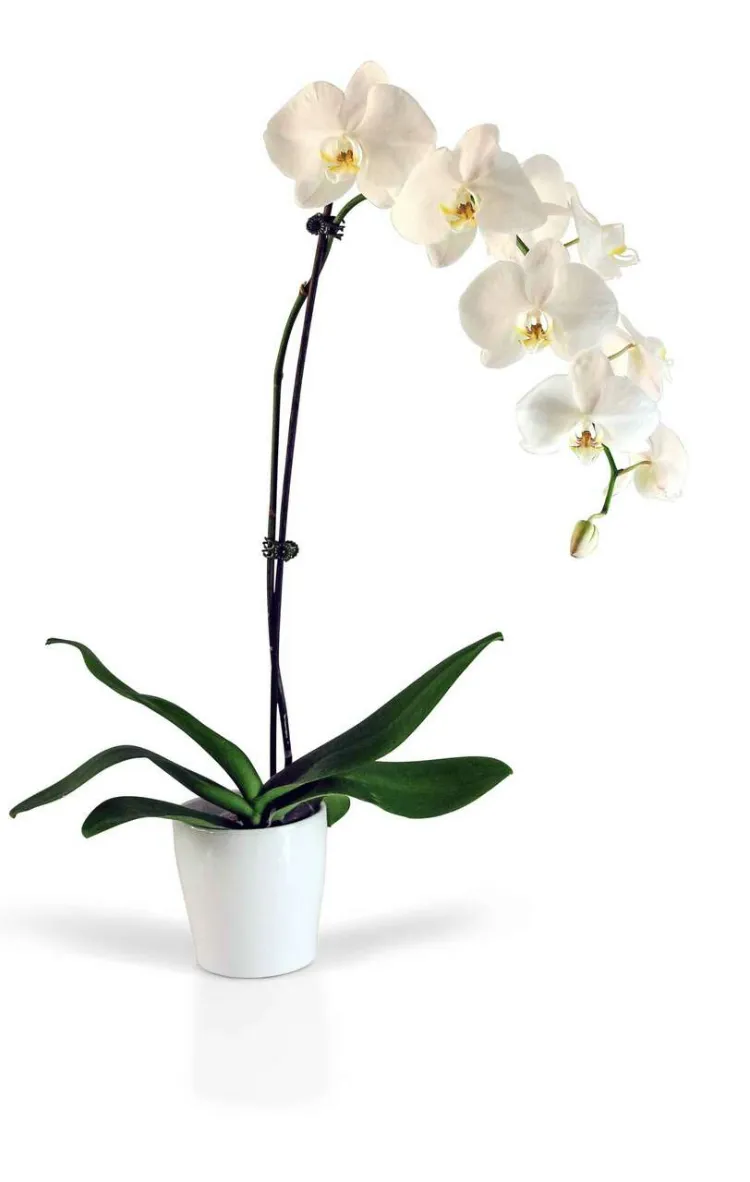 pot orchidées fleur démocratisée
