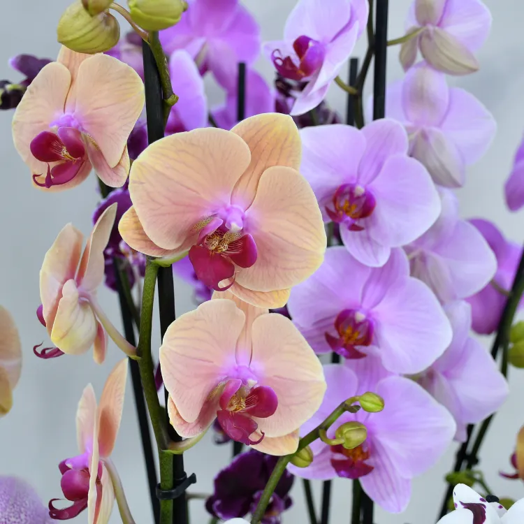 types orchidées couleurs différentes