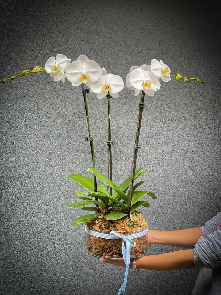 phalaenopsis orchidées planter pot