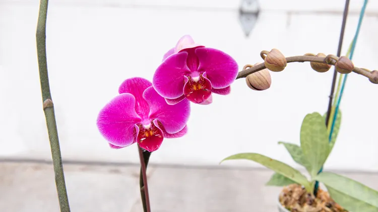 phalaenopsis faire fleurir orchidées