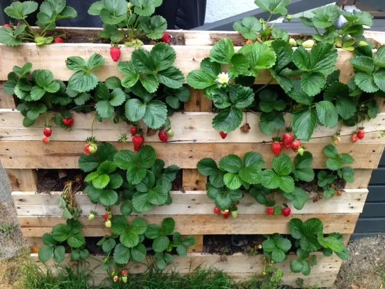 bac fraises jardinage exterieur 