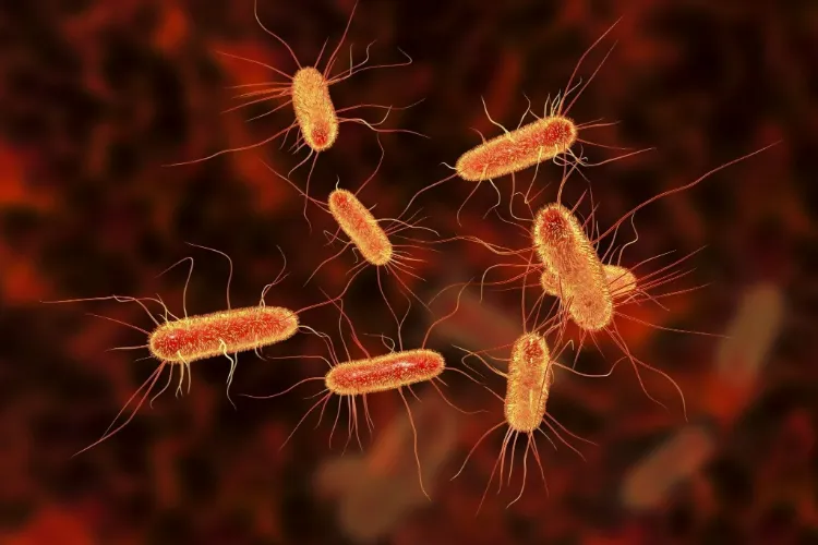 bactérie e coli intestins