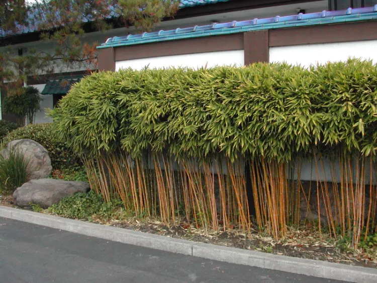 bamboo doré clôture naturelle