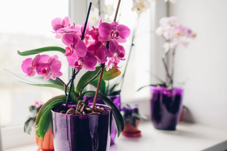 beaux pots belles orchidées