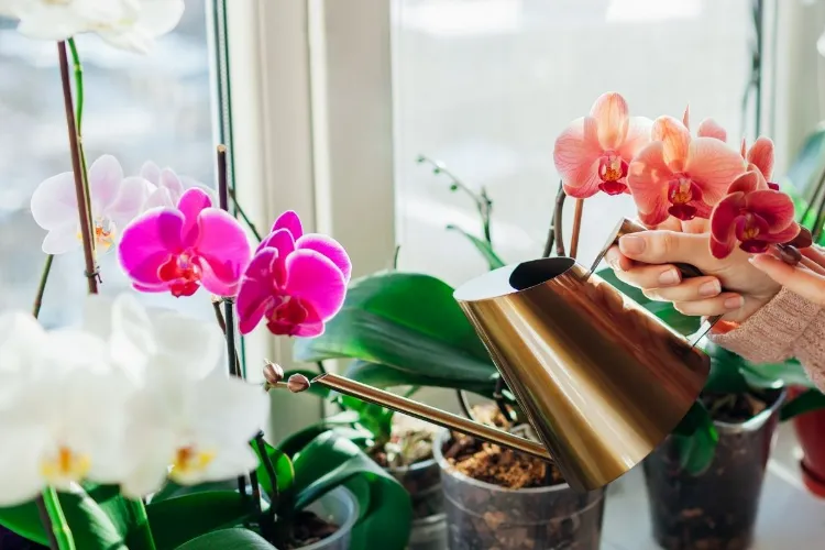 belles orchidées soin arrosage lumière