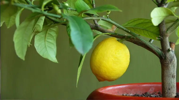 bienfaits du citronnier à la maison 