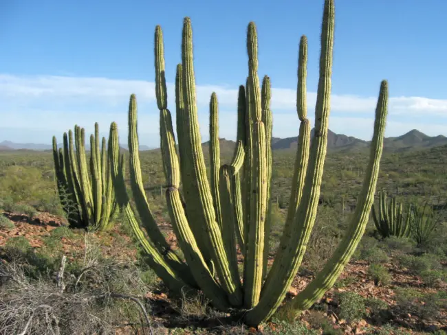 cactus exterieur plantes soin