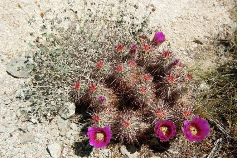 cactus herisson jolie fleurs
