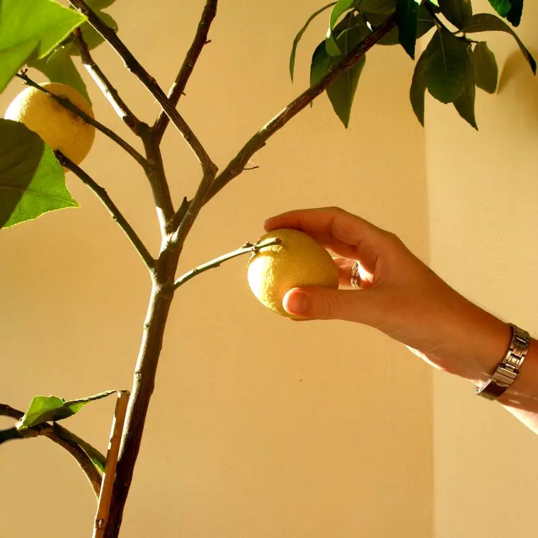 comment arroser le citronnier en pot