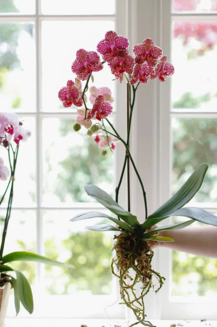 comment couper racines orchidées
