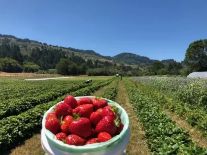 cultiver des fraises printemps