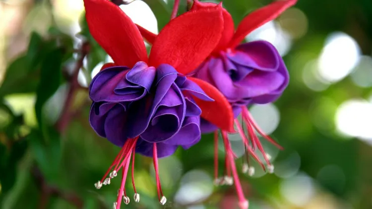 fleur balcon fuchsia rose violet