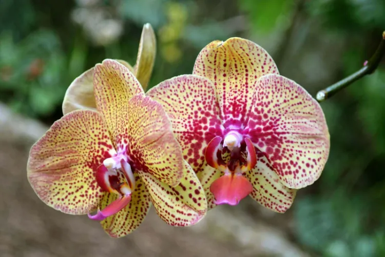 fleur orchidée soins particuliers