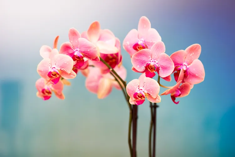 fleurs orchidées faire fleurir
