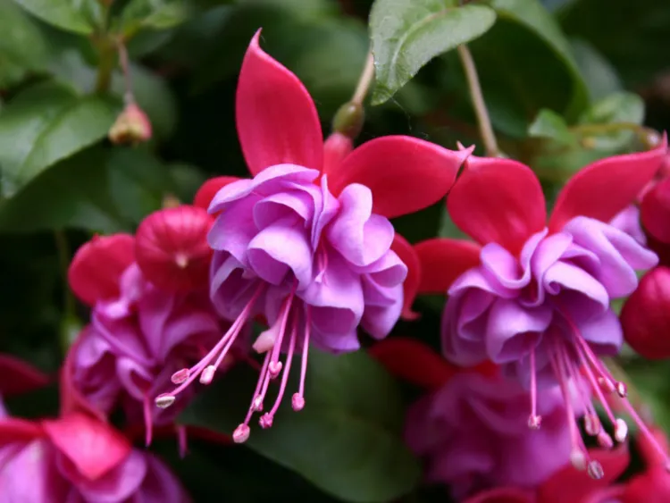 fuchsia belle fleurs anti-allergie
