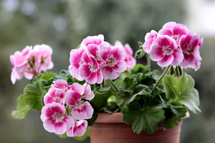 géranium pot fleurs anti-allergène