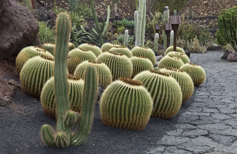 grands cactus entretient cultivage