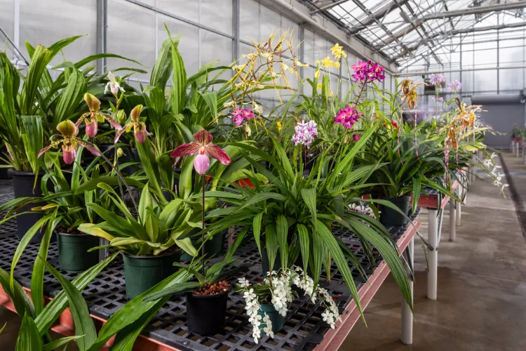 humidité soins orchidées intérieur