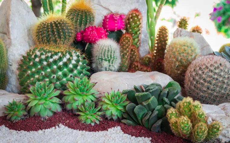 jardin cactus soin plantes