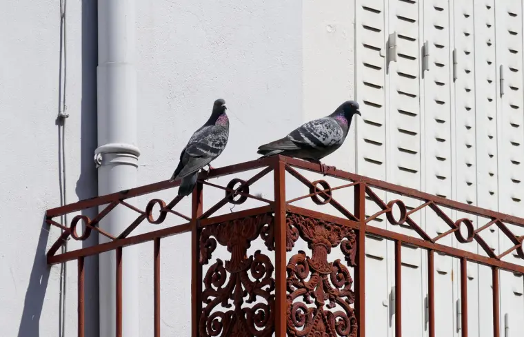 nettoyage de balcon avec tâches d'oiseaux 