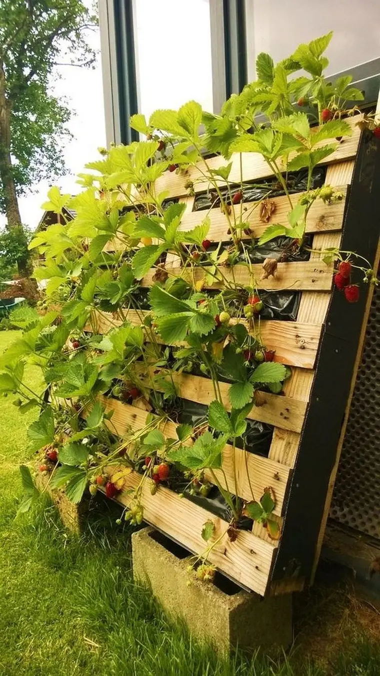 pallette fraises mur végétal 