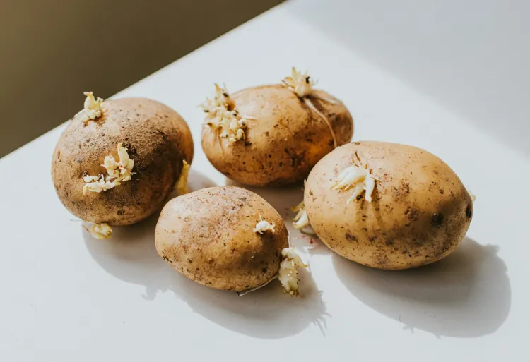 peut on manger des pommes de terre germées réponses