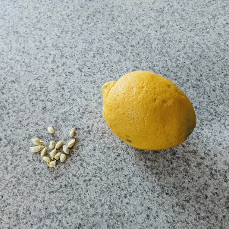 planter citron à la maison à partir de pépins