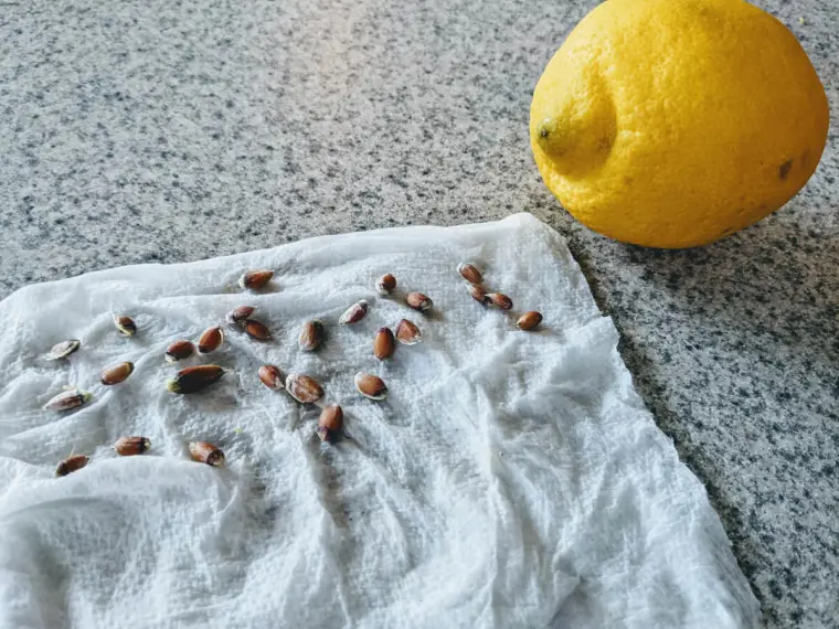 planter citron à la maison dans une tasse