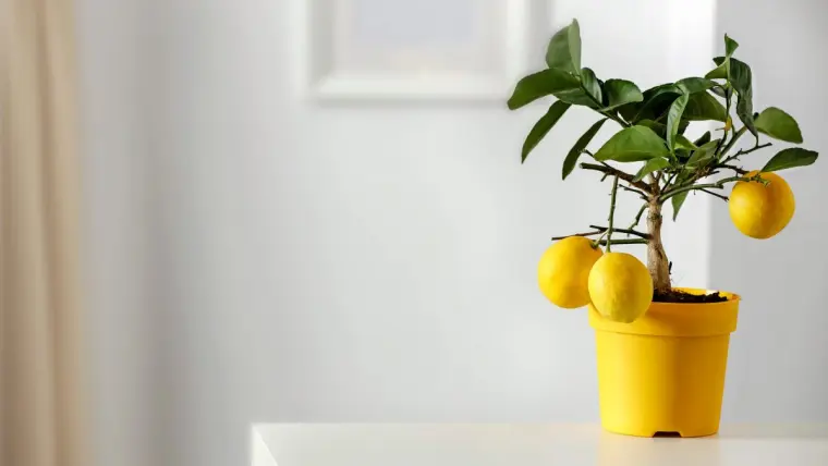 planter du citron dans un pot
