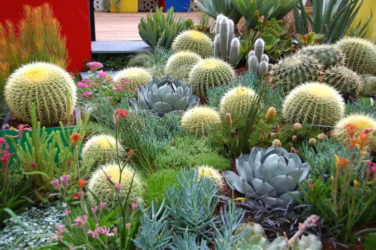 plantes faciles cactus entretient