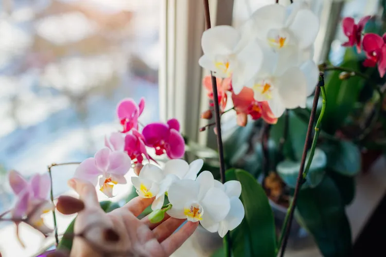 pot orchidée bons soins