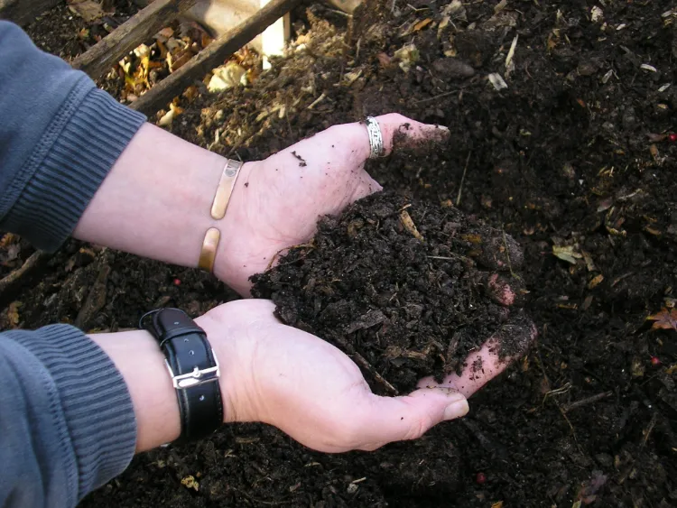purin orties fertilisant sol