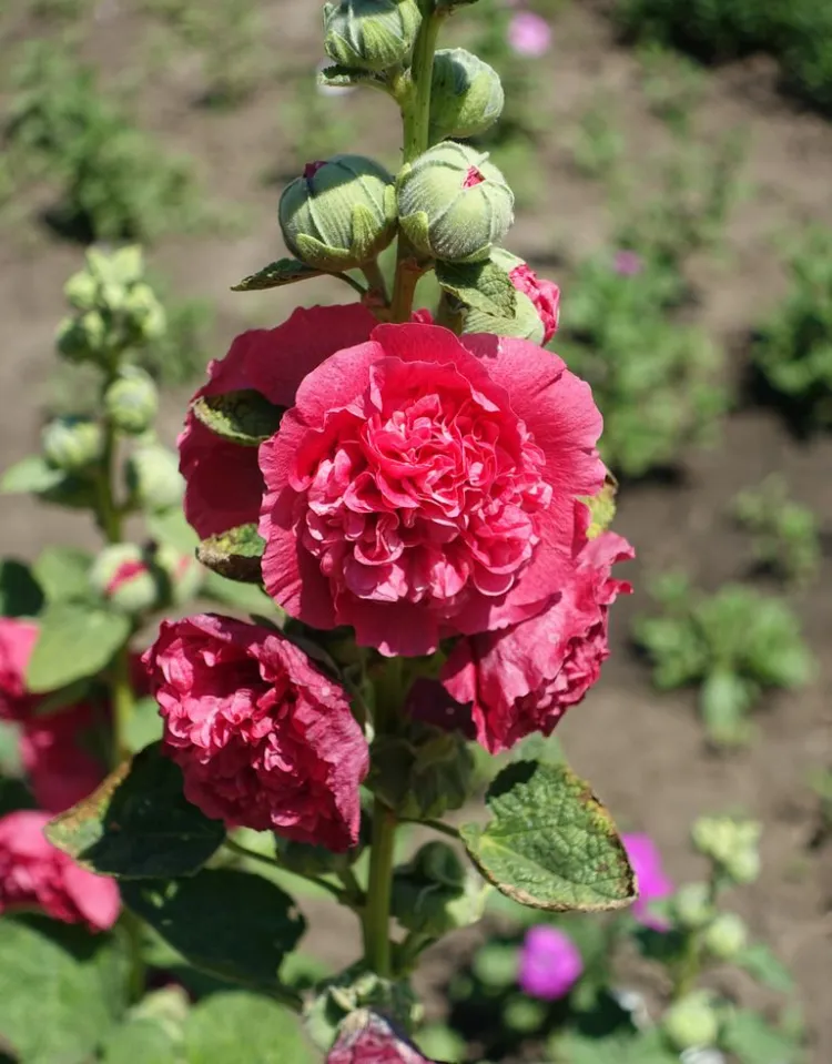 roses trémières fleurs doubles