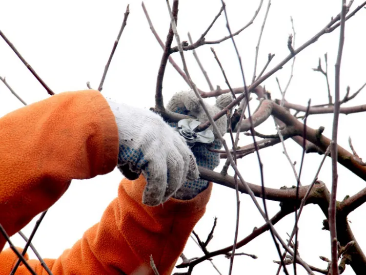 tailler les arbres fruitiers en hiver guide