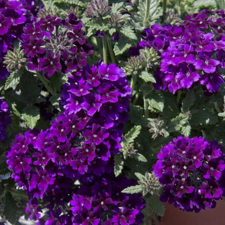 verveine violette belle fleur balcon