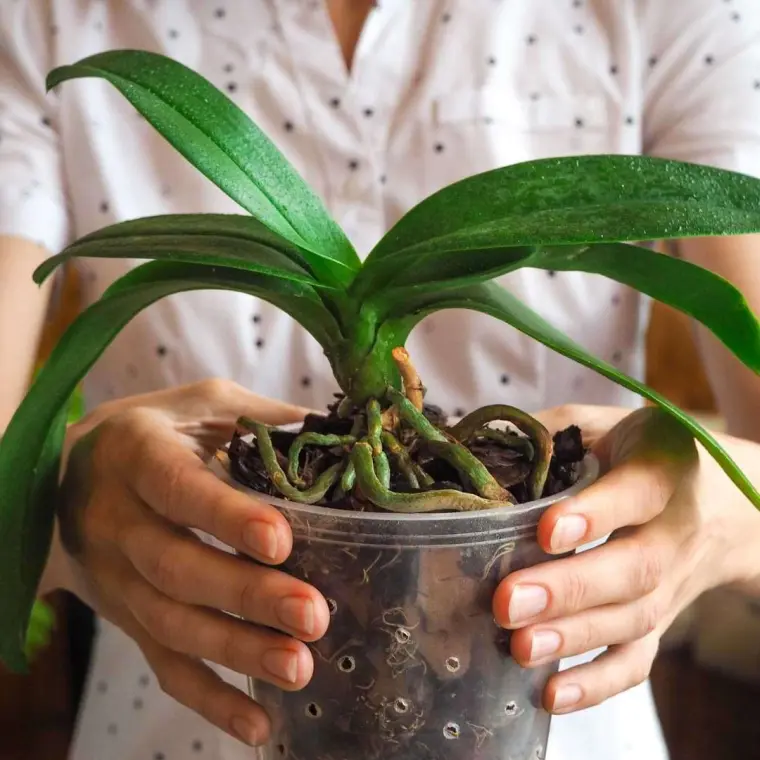 Comment sauver une orchidée qui meurt de surhydratation