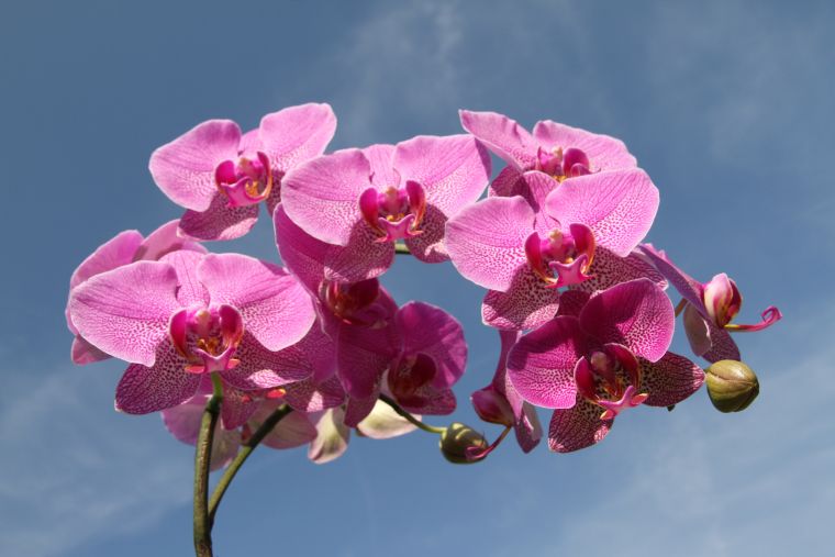 Cycle de vie des orchidées