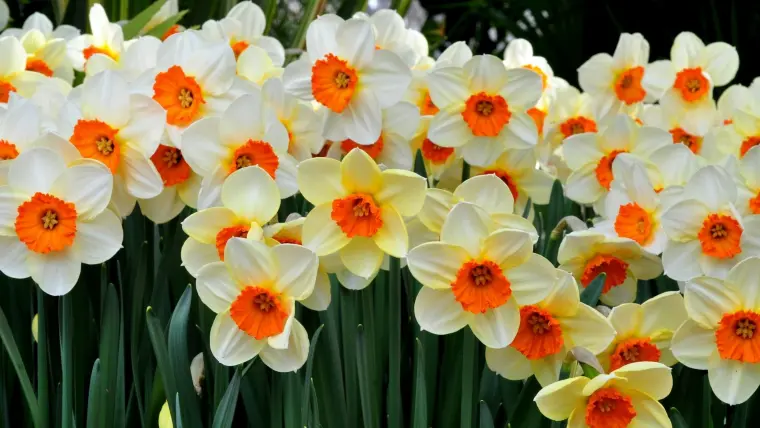 Jonquille (Narcissus)