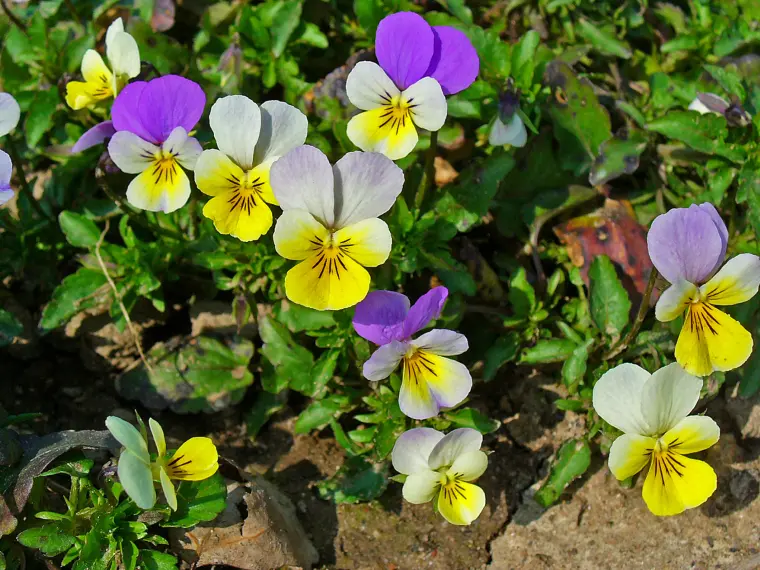 La Pensée (Viola Tricolor)