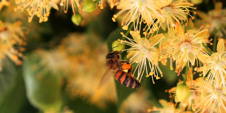 allergie au pollen tout savoir