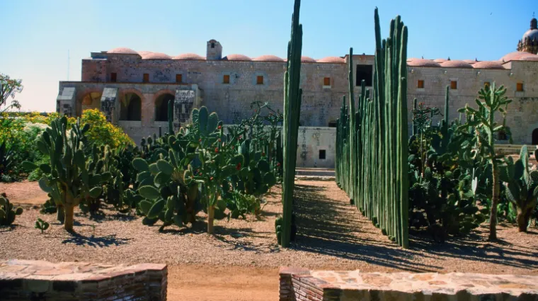 clôture cactus limitations visuelles