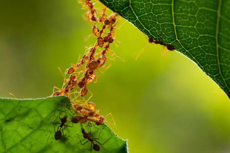 comment chasser les fourmis du jardin
