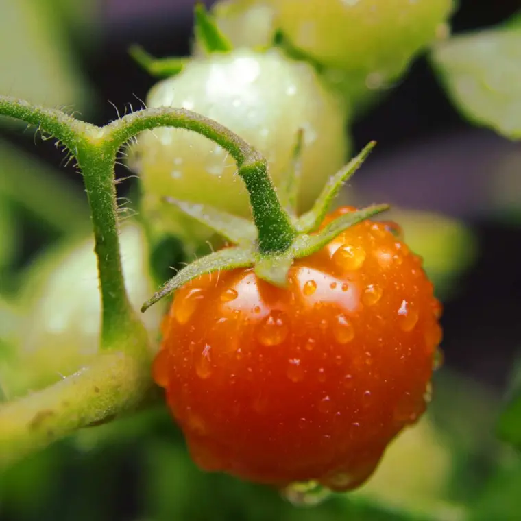 comment planter des tomates au jardin
