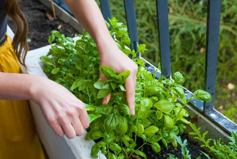 comment planter du basilic en jardinière