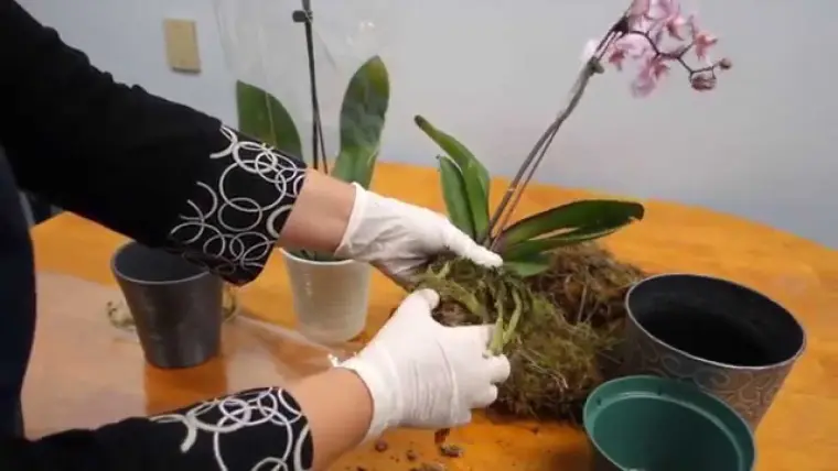 comment rempoter une orchidée