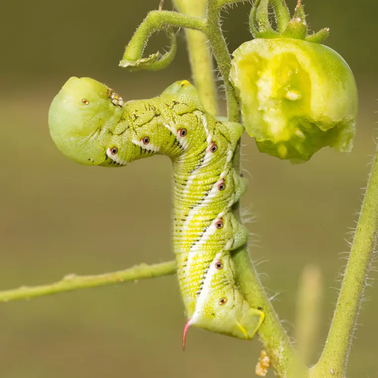 comment se débarrasser des insectes naturellement sans pesticides