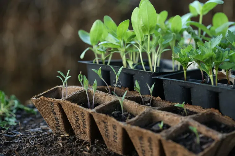 comment semer basilic en jardiniere