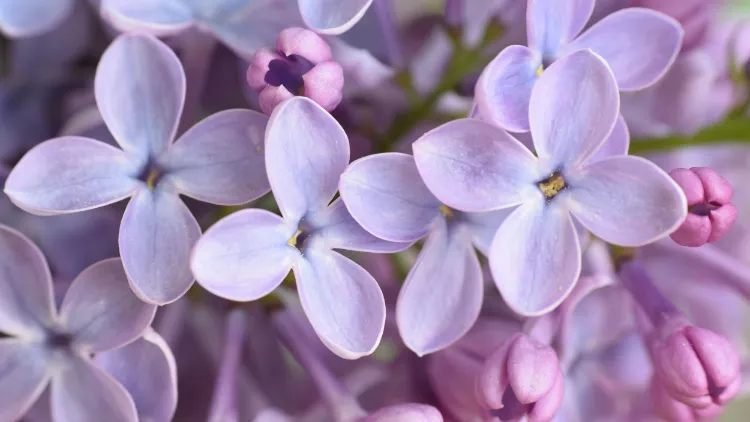couleur lilas beauté divine