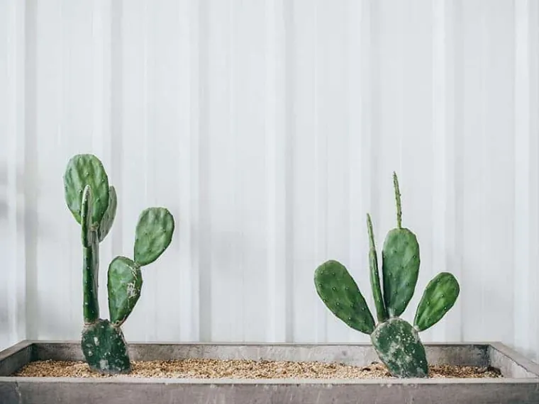 design minimaliste avec cactus